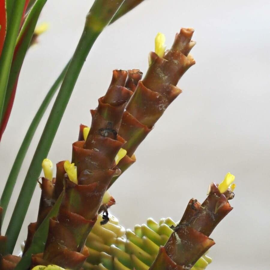 Pampano 16