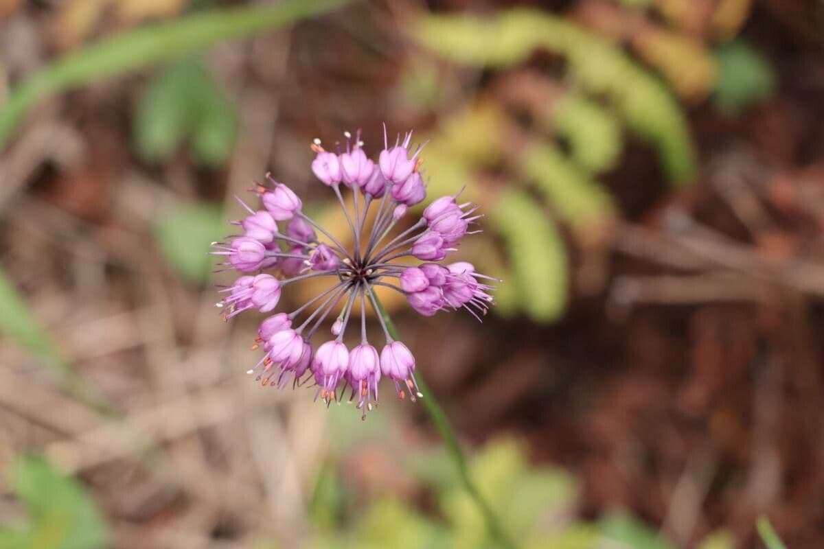 Cebula Thunberga