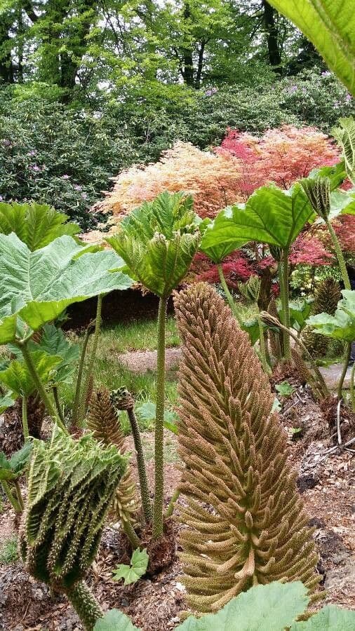 Gunnera tinctoria 8