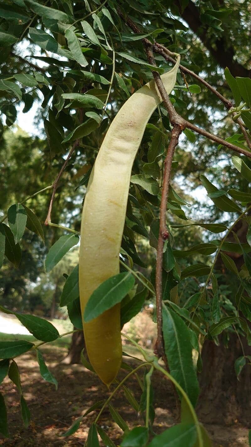 Seringa bianca
