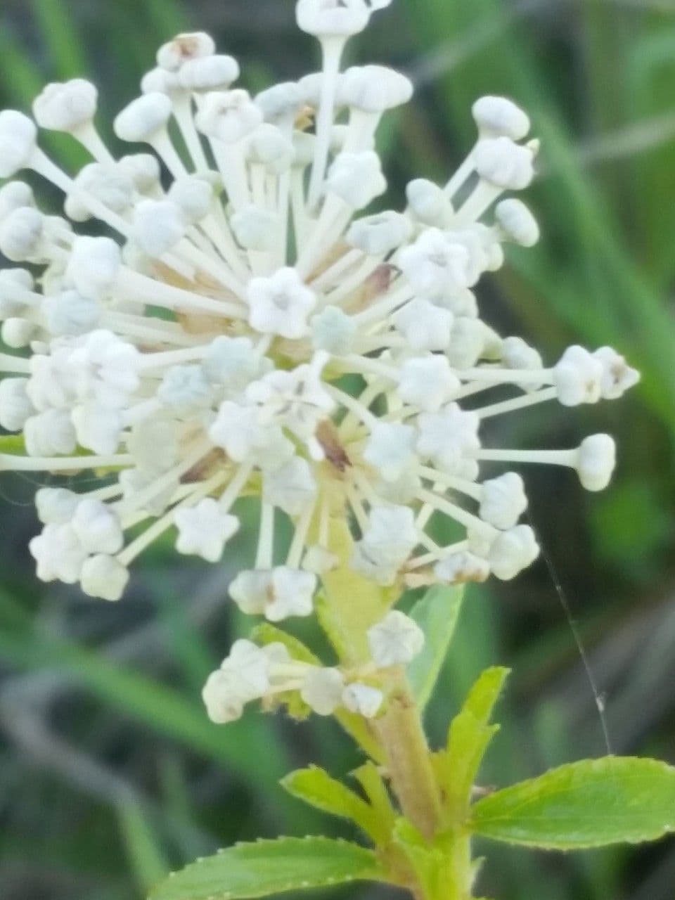 Ceanothus bylinný 6