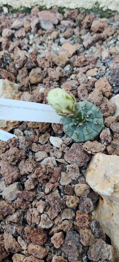 Cactus mento 2