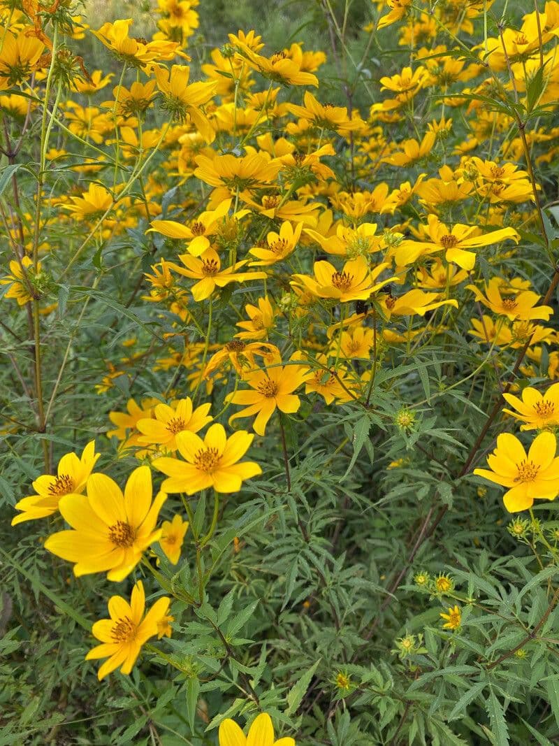 Bidens 2