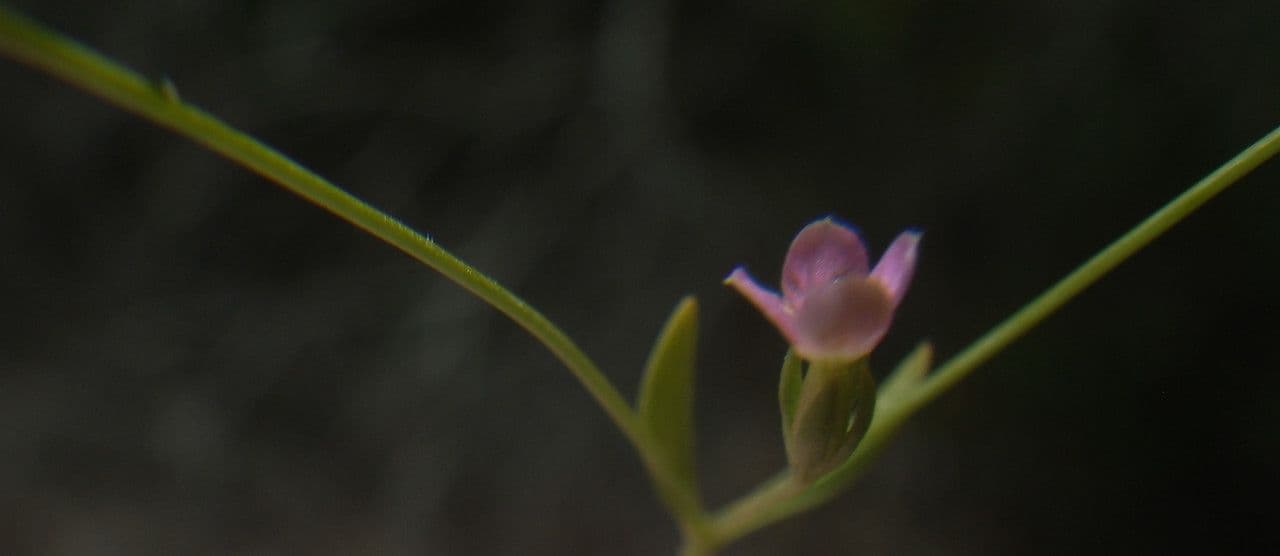 Exaculum 6