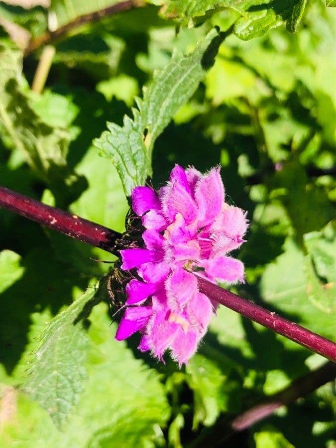 Phlomoides tuberosa 2
