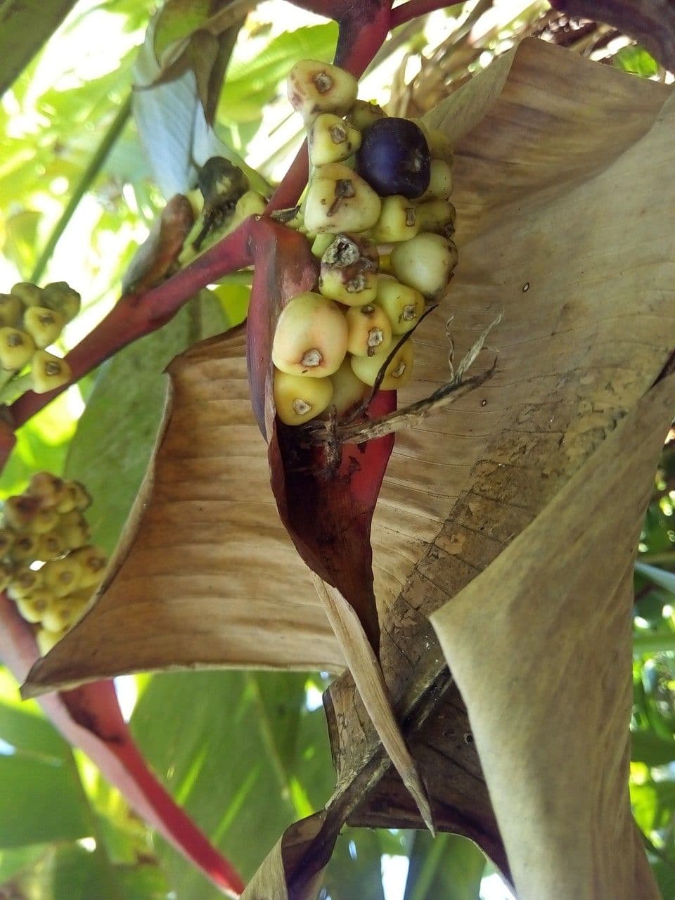 Heliconia eretta 3