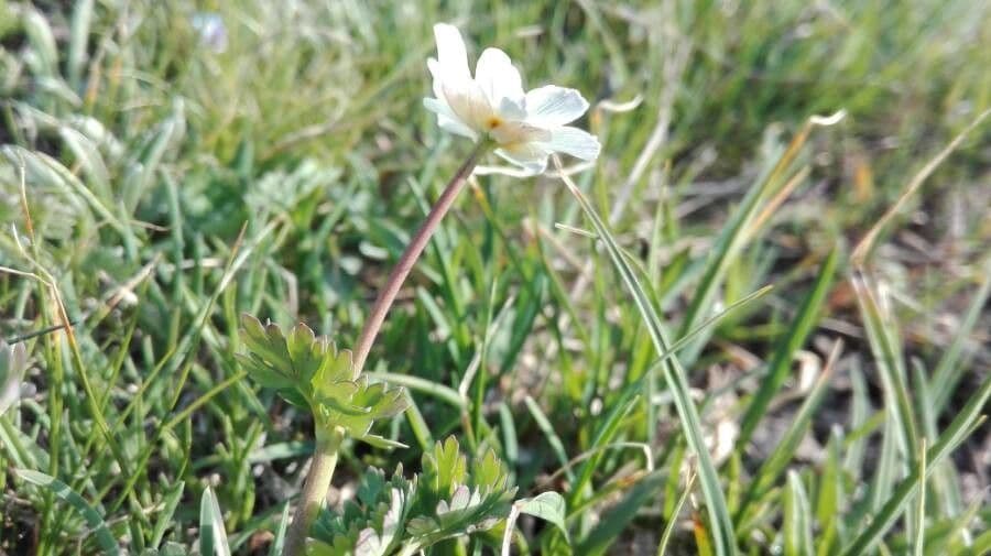 Callianthemum coriandrifolium 17