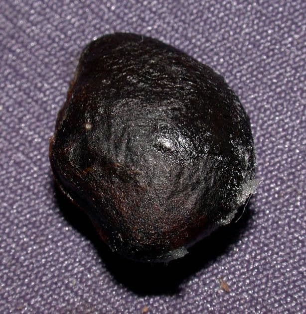 Heteropsis 11