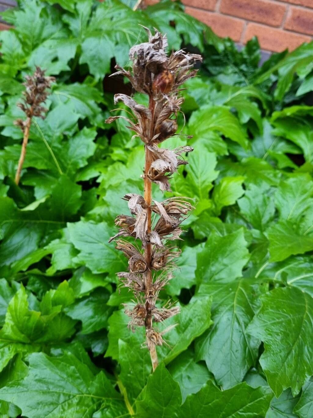 Acantho spinoso 25