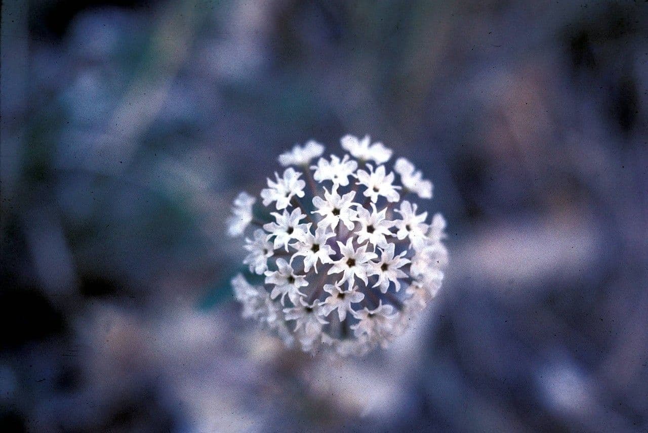 Abronia fragrante 8