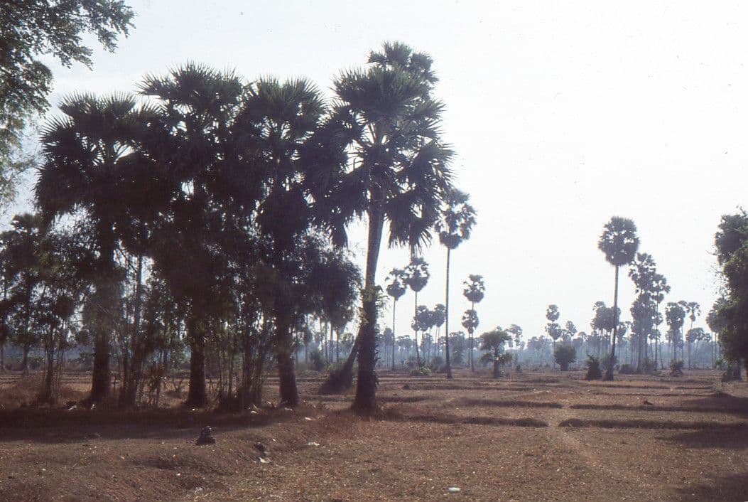 Palma cukrowa 10