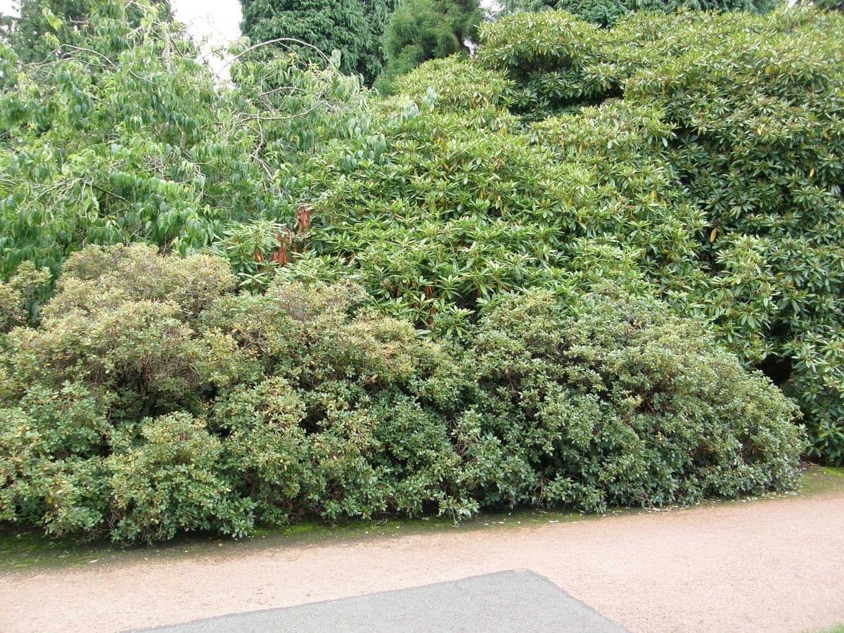 Rododendro de flor corta 8
