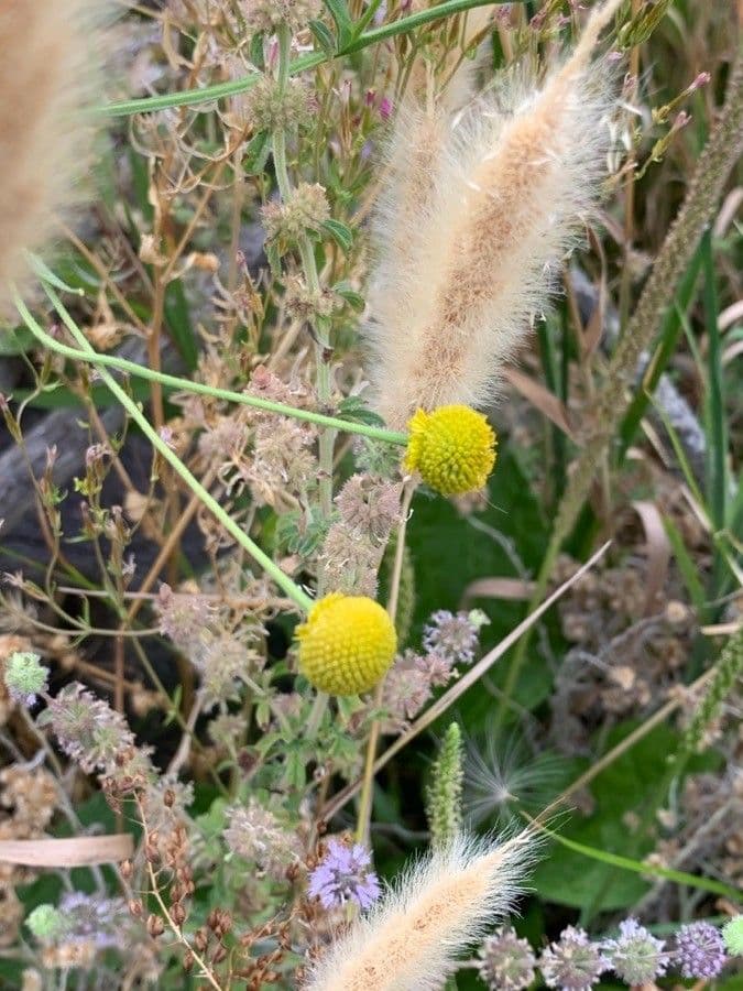 Helenium 6
