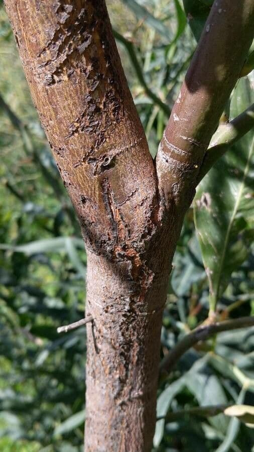 Zázvor purpurový 23