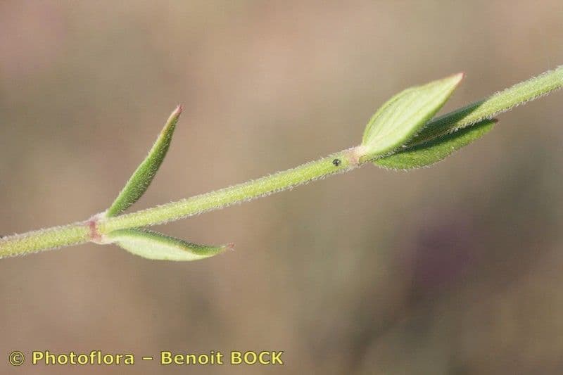 Micromeria greca 17