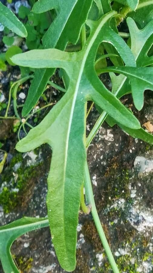 Diplotaxis à feuilles étroites 20