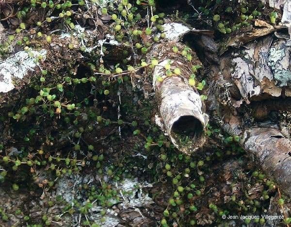 Bulbophyllum