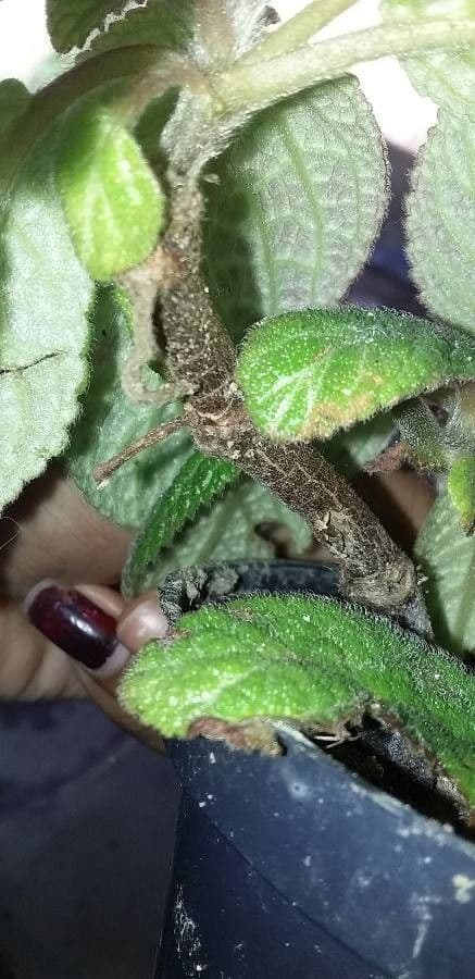 Episcia cupreata 17