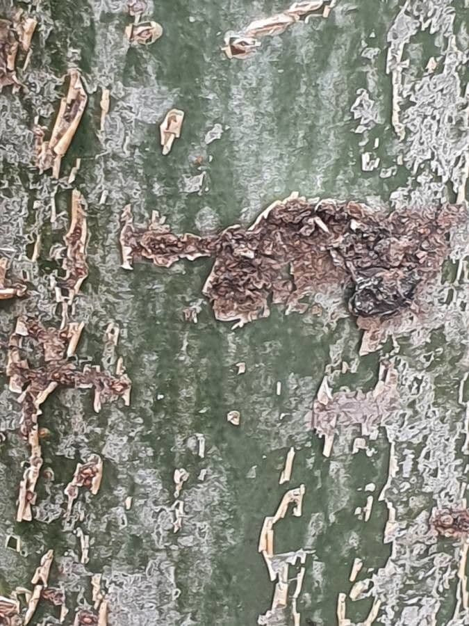 Commiphora 11