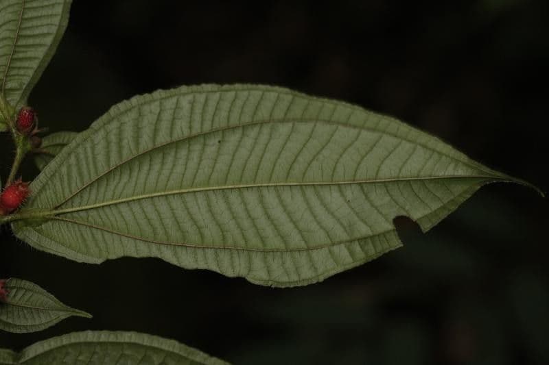 Miconia mayeta 11