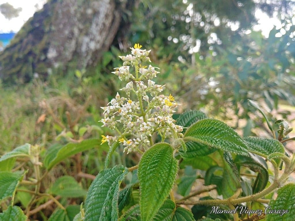 Miconia