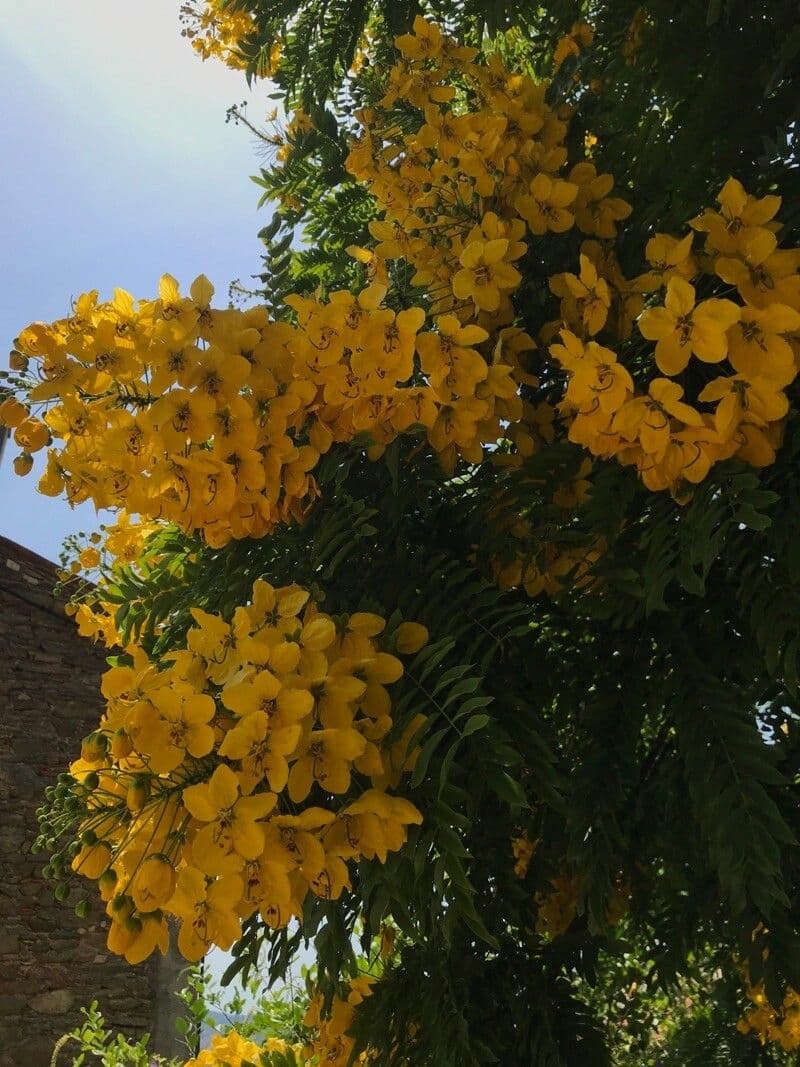 Cassia 8