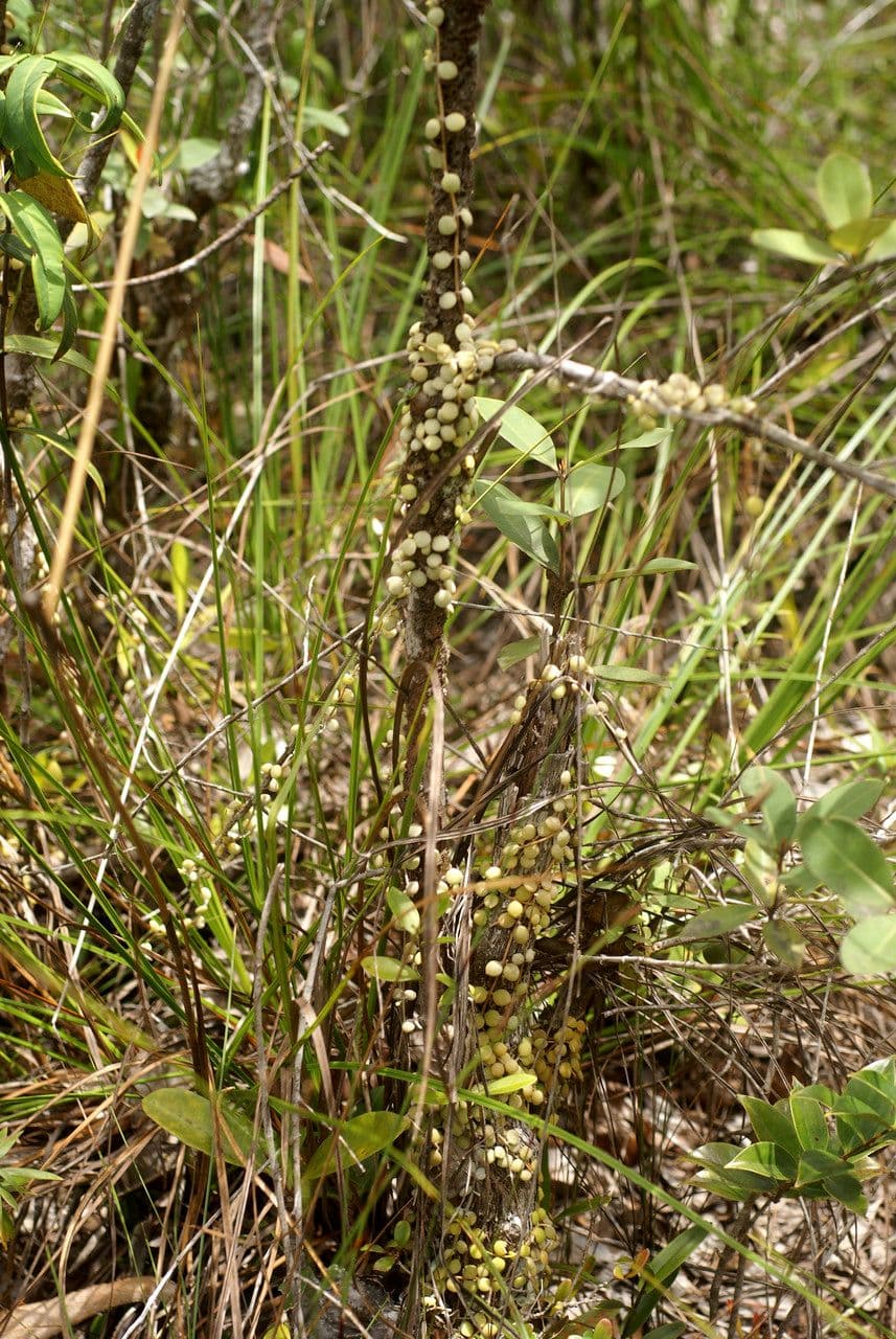 Dischidia 2