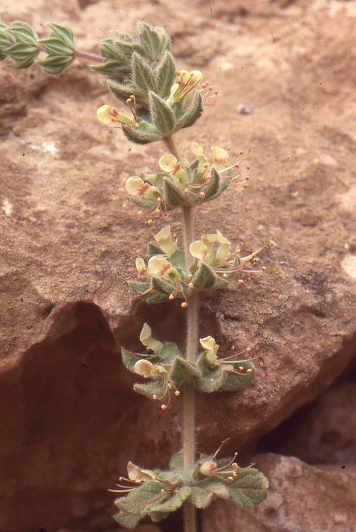 Teucrium 4