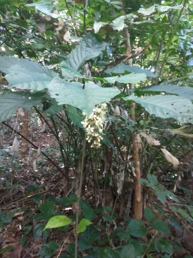 Clerodendrum indicum 16