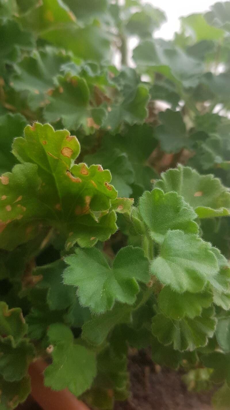 Geranium 13