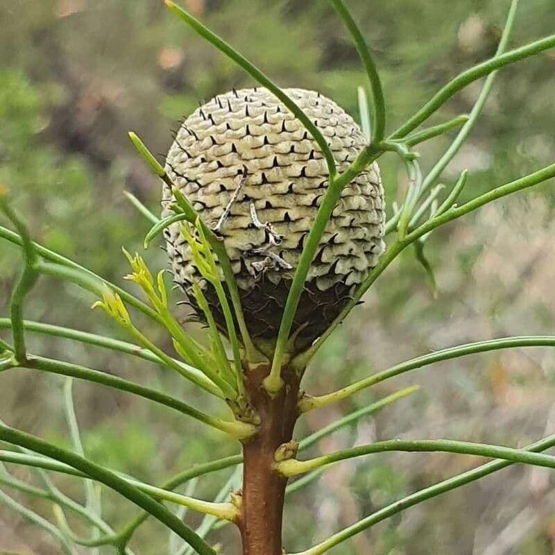 Isopogon anemonifolius