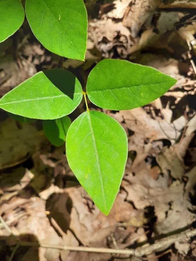 Amphicarpaea bracteata 16