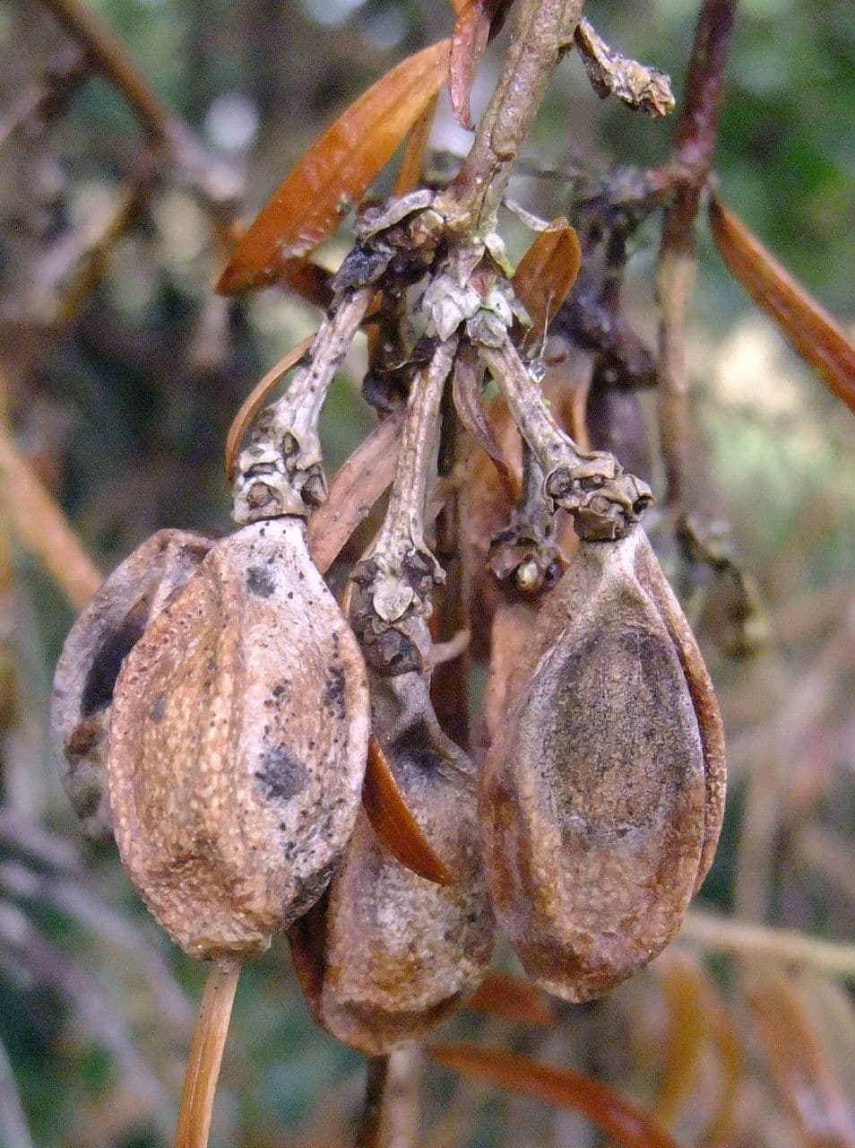 Obszarowca 3