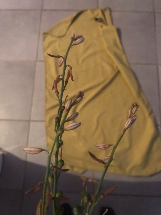 Asphodèle 27