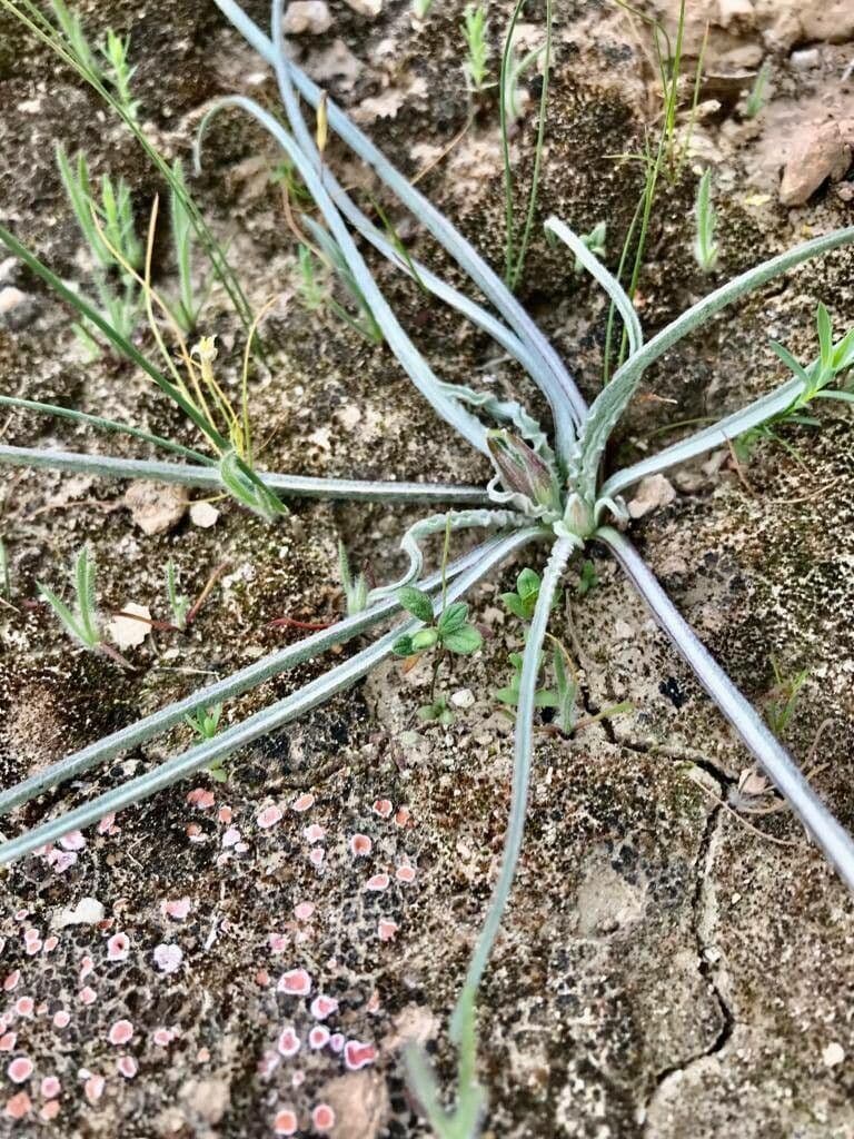Pseudopodospermum 3