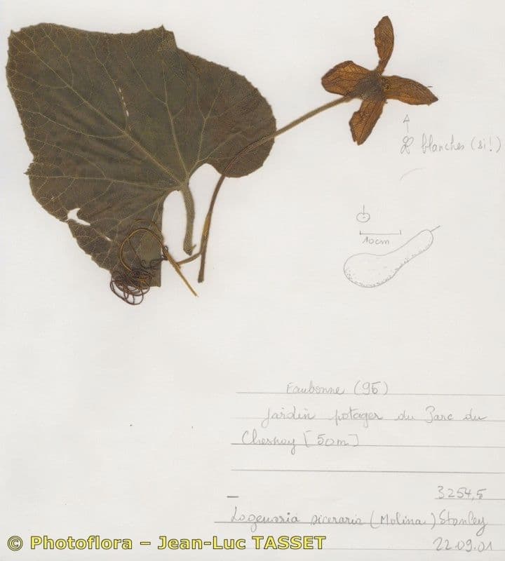 Tykwka 24