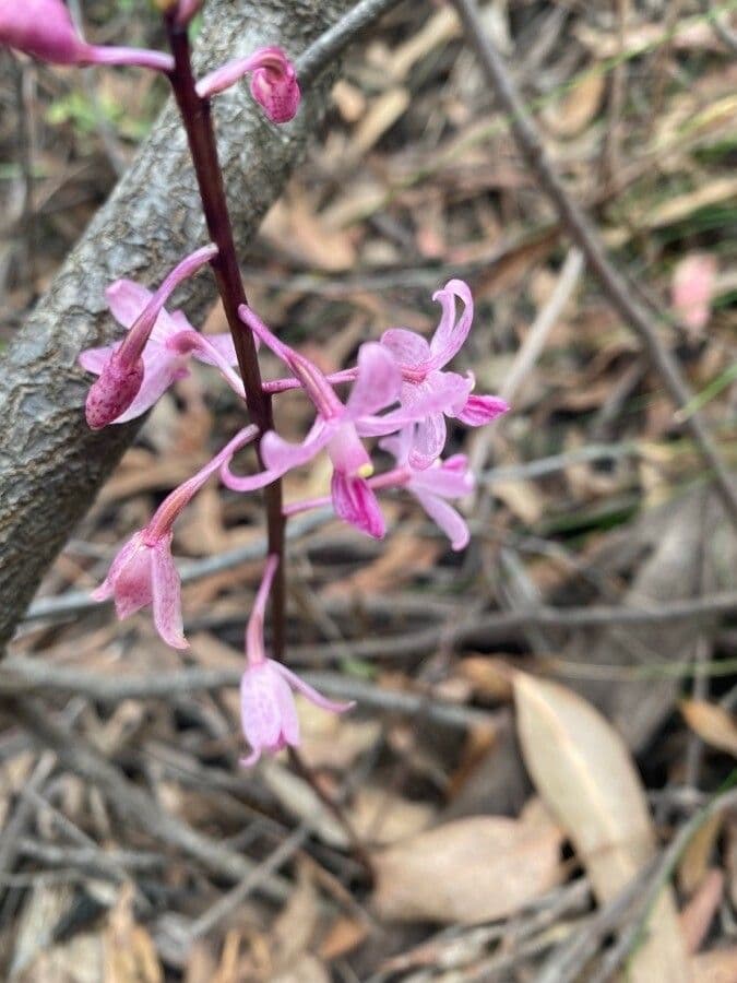 Dipodium 5