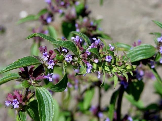 Dracocephalum thymiflorum 4