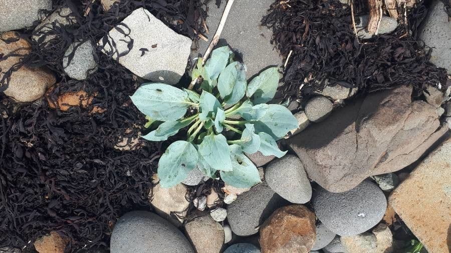 Mertensia marittima 13