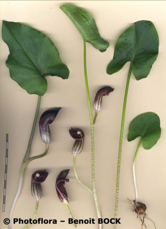 Arisarum 27