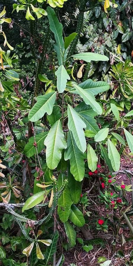 Magnolia 8