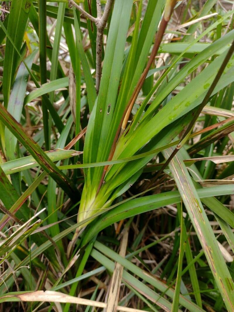 Dianella modrá 16
