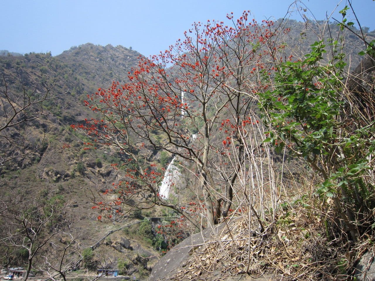 Erythrina 9