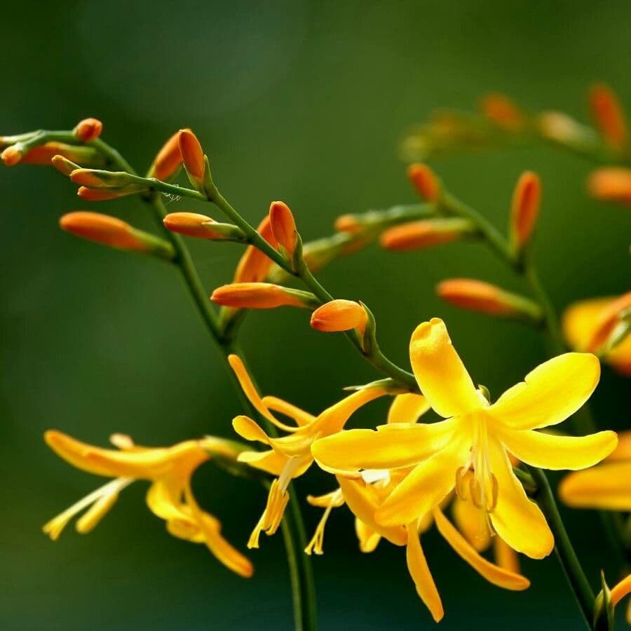 Crocosmia dorata 10