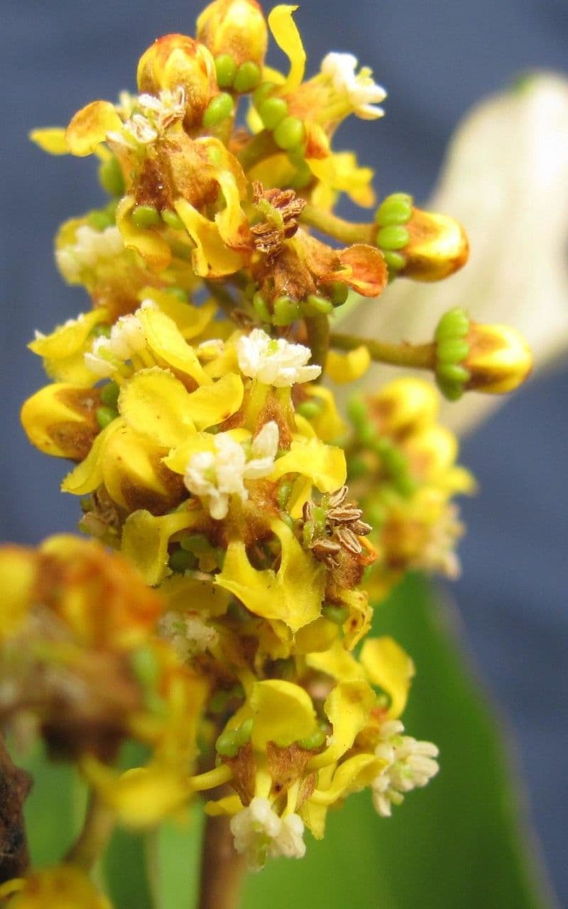 Heteropterys 4
