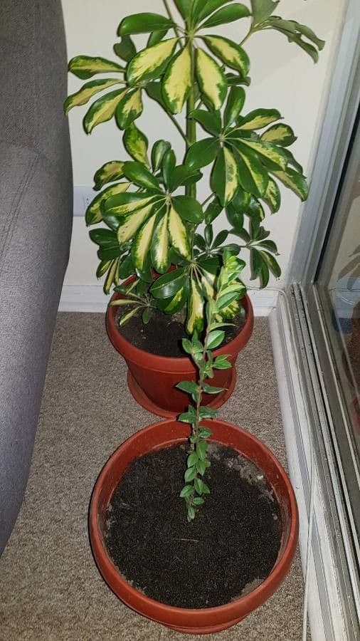 Schefflera 20
