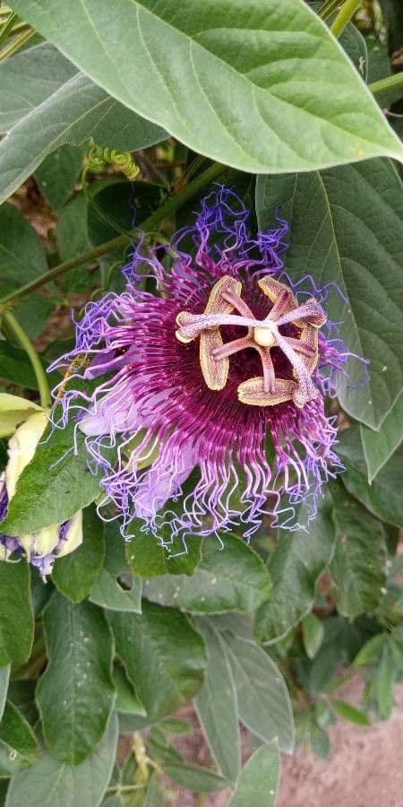Passiflora 5