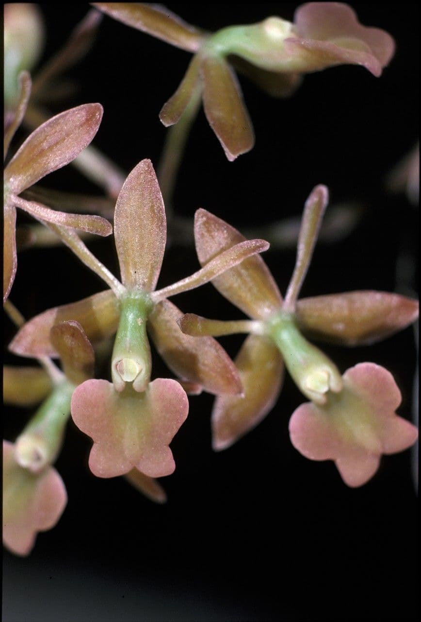 Epidendrum 4