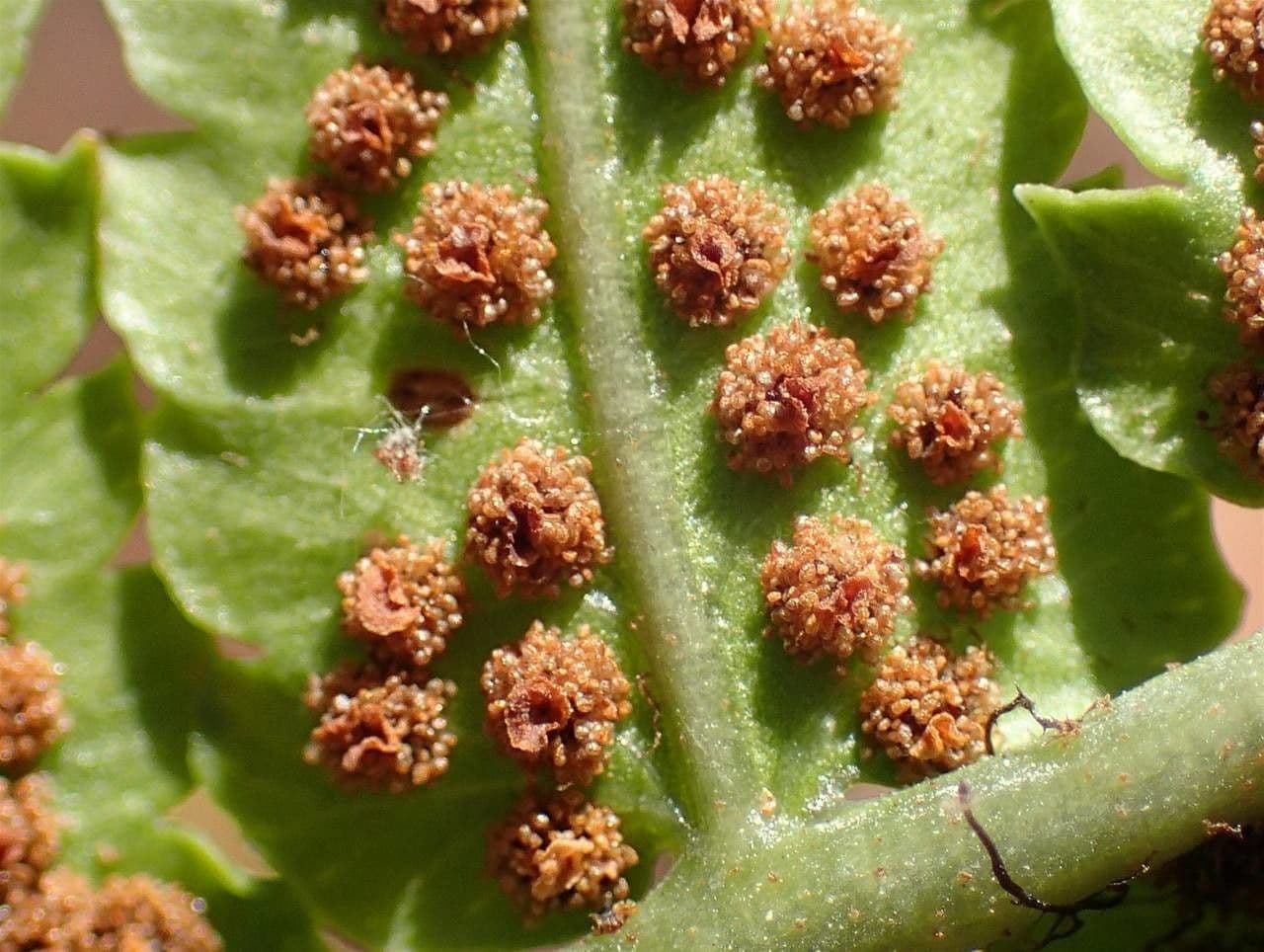 Dryopteris 2