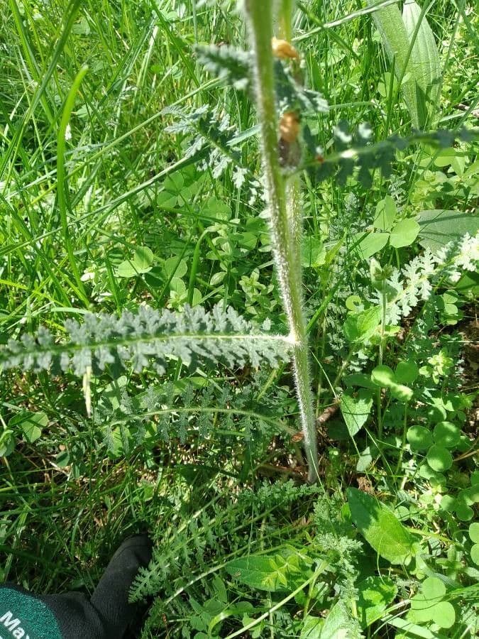 Pedicularis frondosa 21